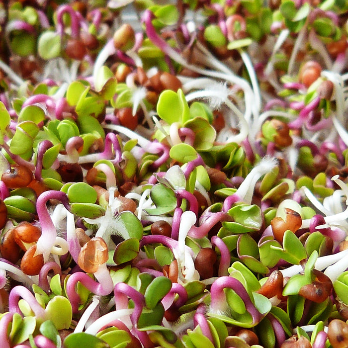Guía para hacer tus propios germinados de legumbres y granos