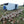 Gallinas pastoriles bebiendo agua en el pasto