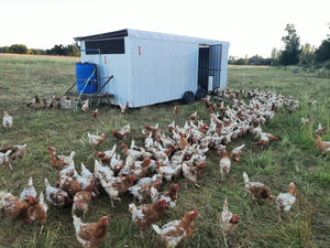 Gallinas pastoriles bebiendo agua en el pasto