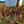 Gallinas pastoriles al atardecer junto al gallinero móvil