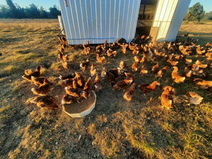 Gallinas pastoriles al atardecer junto al gallinero móvil