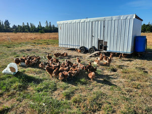 Gallinero móvil en el campo