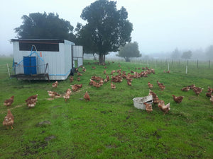 Gallinas pastoriles en el pasto, mañana con neblina