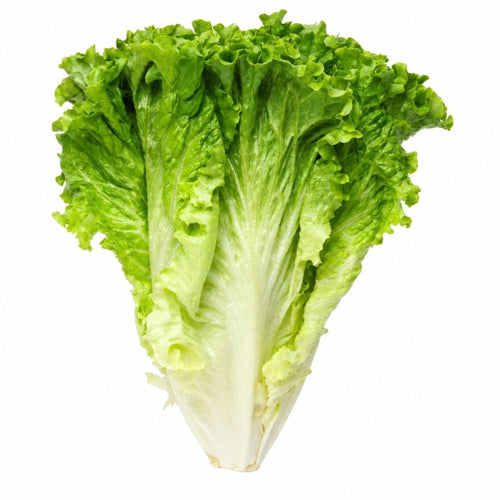 Lechuga agroecológica